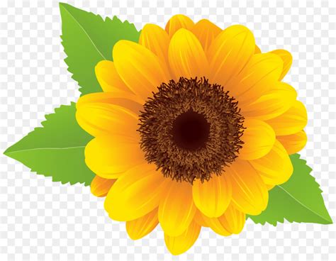 Flower Plant Clipart Flower Sunflower Yellow Transparent Clip Art