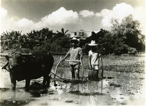 Rice Field Farmers Philippines The Digital Collections Of The