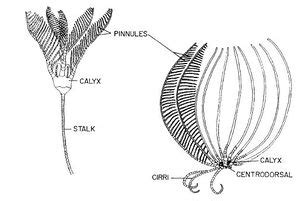 A) the venn diagram shows the. FeedingGuilds - coraldigest