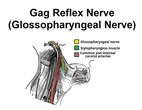 Gag Reflex Nerve Glossopharyngeal Nerve News Dentagama