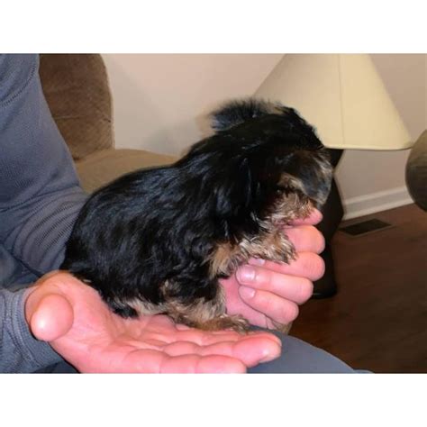 Yorkie puppies first shots and worming completed in Charlotte, North Carolina - Puppies for Sale
