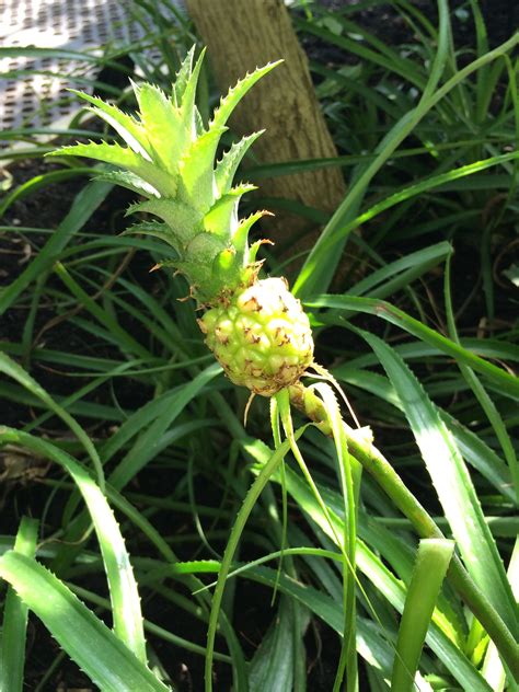 Pin On Pineapples