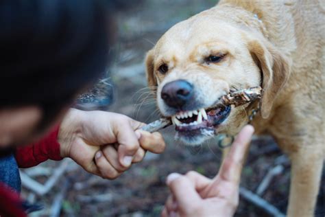 Dog Bites Off 4 Year Olds Entire Hand Then Allegedly Eats It