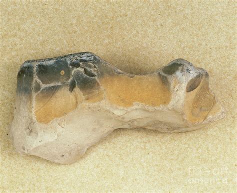 Stone Age Flint Hatchet From Wetzlar Photograph By Astrid And Hanns