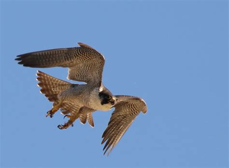 Peregrine Falcons In Flight Cambridge Uk Alleyns Nature Adventures