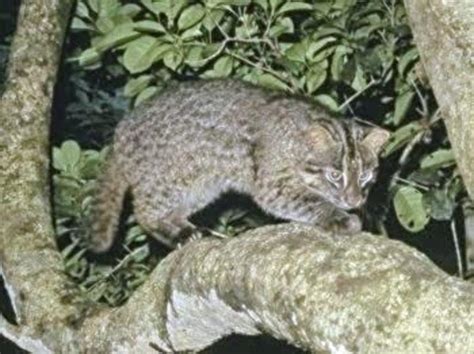All Of Iriomotejima Island To Become National Park Wild Cats Magazine