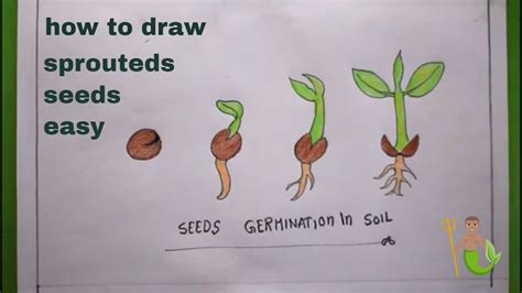 How To Draw Seed Germination In Soilsprouteds Seeds Drawing Youtube