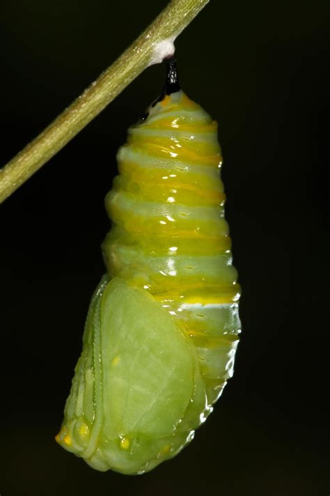All Of Nature Monarch Caterpillar Changes To Chrysalis