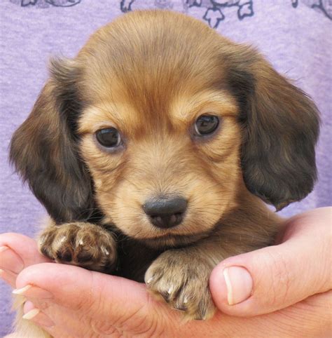 Dachshund Puppies In 2023 Dachshund Puppy Miniature Dachshund
