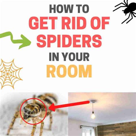 how to keep spiders out of your room natural home remedies bugwiz