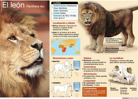 El León Infografia De Animales Curiosidades Animales Felinos
