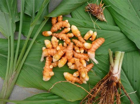 Xplore And Xpress Fresh Turmeric Grow Turmeric Turmeric Benefits