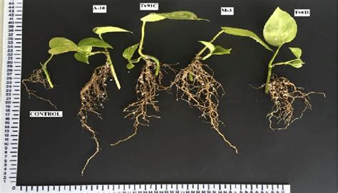 Effect Of Auxin Producing Plant Growth Promoting Rhizobacteria On Root