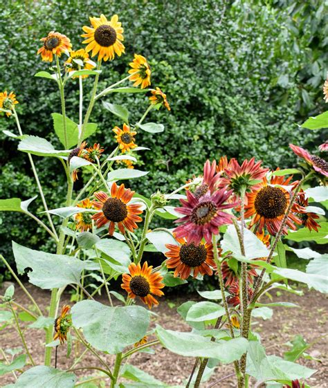 My Blooming Sunflowers - The Martha Stewart Blog