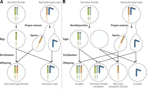 X Chromosome Nondisjunction Leads To Aberrant Inheritance Of Sexlinked