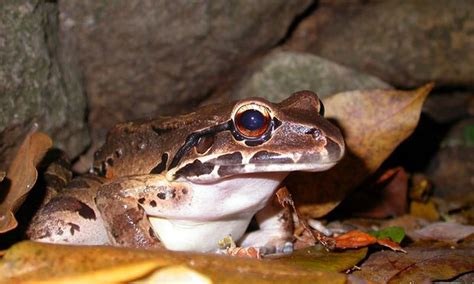 10 Largest Frogs And Toads In The World