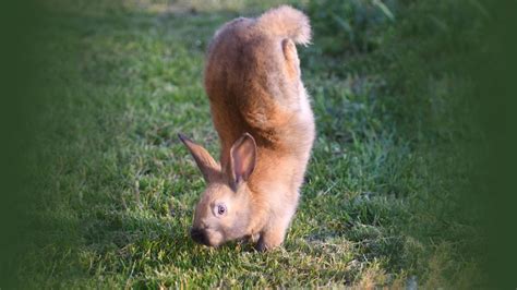 We Finally Know The Reason Why This Bunny Walks On Its Front Paws