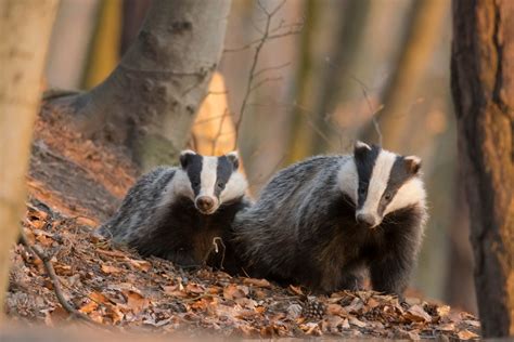 More Data Needed To Assess Badger Culling And Bovine Tb Link Lsl