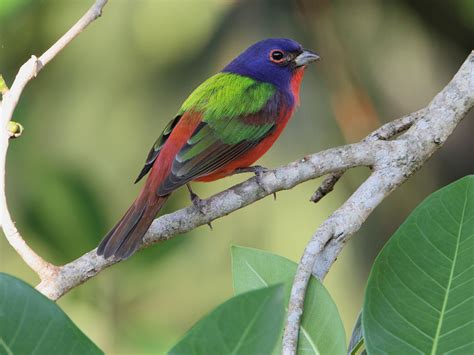 Top 10 Most Beautiful Birds In The World Mill Door Makes