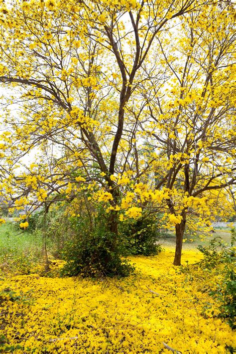 Tabebuia Chrysotricha Yellow Flowers 11247421 Stock Photo At Vecteezy