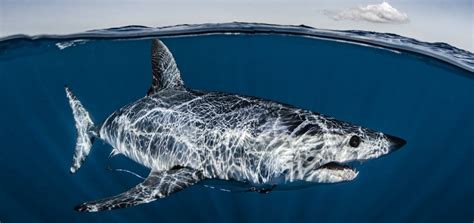 Mako Sharks Racing Extinction Oceanographic Magazine Oceanographic