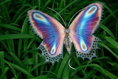 Pin By Cande Tinsley On Butterflies And Dragonflies Beautiful