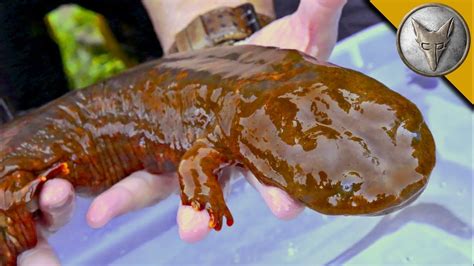 Giant Water Salamander