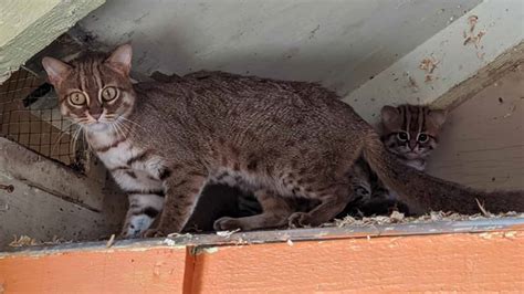 Pair Of The Worlds Smallest Wild Cats Born In Uk Sanctuary Totum