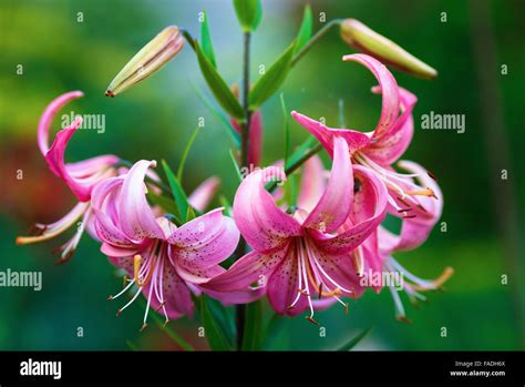 Beautiful Pink Lily Flowers On A Blurred Background Of Green Leaves