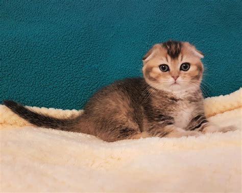 Scottish Fold Purebred Scottish Fold Female Kittens Cats For Sale Price