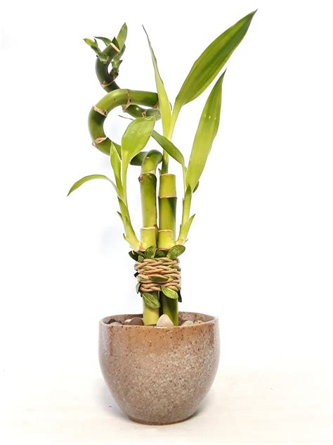 Indoor Live Plants 4 Stalks Lucky Bamboo In Japanese Vase Etsy