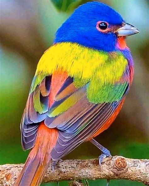 Beautiful Painted Buntings Are Colorful Birds That Perfectly Live Up To