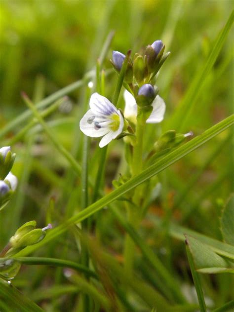 Tiny Purple And White Flowers In Lawn Flowers Forums