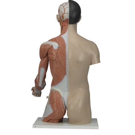 Asian Deluxe Dual Sex Torso With Muscle Arm Part B Anatomical