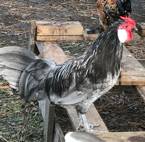 Blue Rosecomb Bantam Chickens For Sale Cackle Hatchery