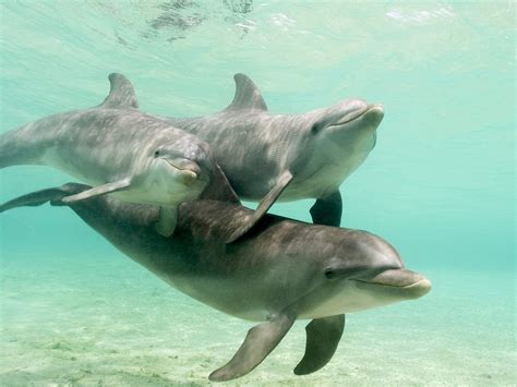 Animals Bottlenose Dolphins Caribbean Sea Honduras