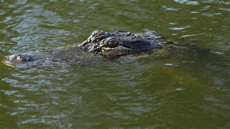How To Avoid And Survive An Alligator Attack Npr