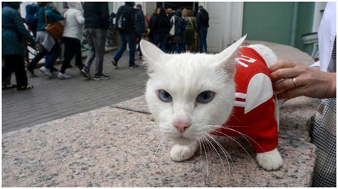 achilles the psychic cat see his world cup predictions