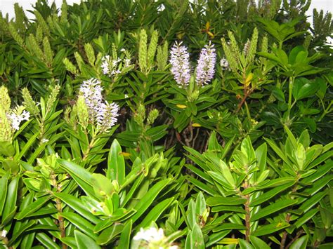 nz shrubs the trees and flowers of whangarei