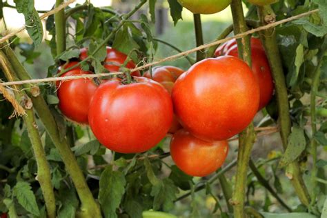 Early Girl Tomato Care And Growing Guide