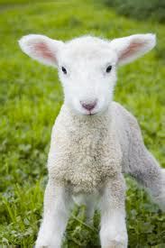 A sheep is an animal which has a thick coat of fleece on its body. Baby Lamb