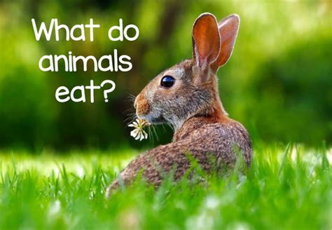 Animal Diets Carnivore Herbivore And Omnivore Ks1 Teaching Resources