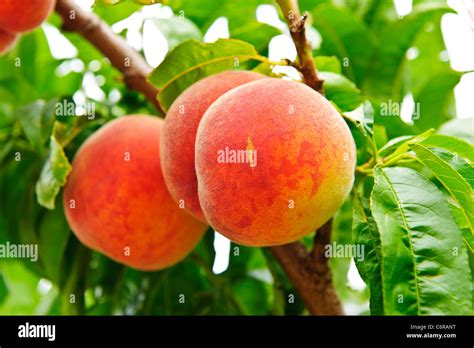 Peaches Tree Hi Res Stock Photography And Images Alamy
