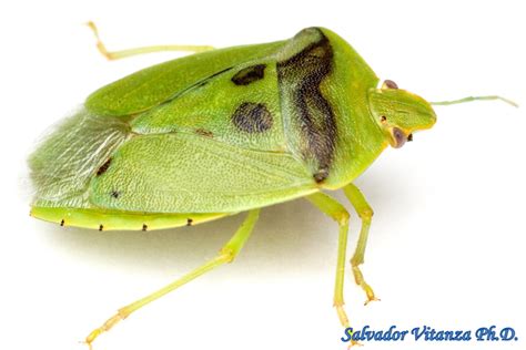 Hemiptera Heteroptera Pentatomidae Chinavia Hilaris Green Stink Bug B