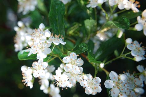 Any species of the genus crataegus of the family rosaceae , shrubs and trees widely distributed in north temperate climates and especially. Hawthorn - 10 facts about one of our oldest plant companions - Yale University Press London ...