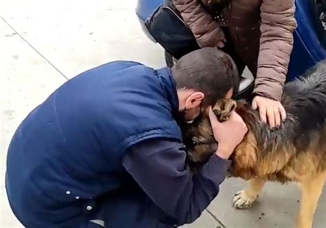 El Conmovedor Reencuentro De Un Perro Perdido Durante 7 Años Con Sus