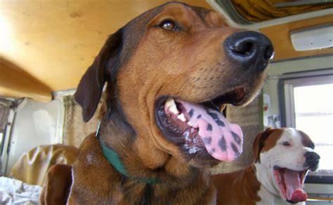 If Your Dog Has Black Spots On Their Tongue They Must Be Part Chow