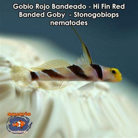 Gobio Rojo Bandeado Hi Fin Red Banded Goby Stonogobiops Nematodes