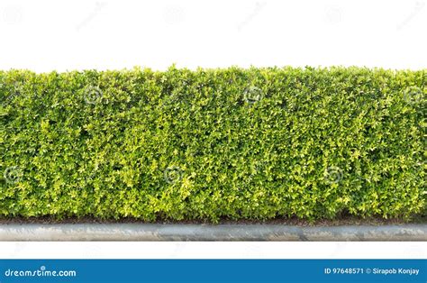 Green Hedge Isolated Stock Image Image Of Outdoors Leafs 97648571