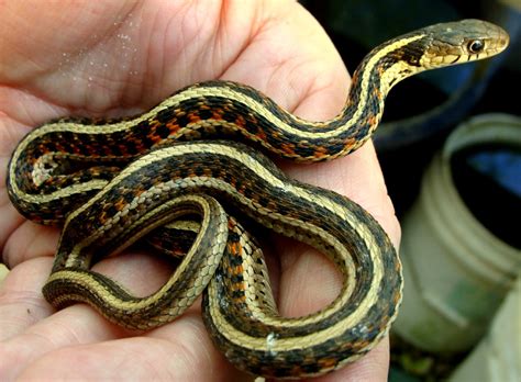 1 searching for garter snakes. Kansas McKay: Spring time in Kansas - Garter Snakes